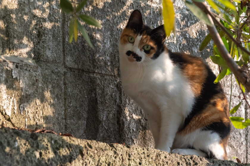 川崎市の猫
