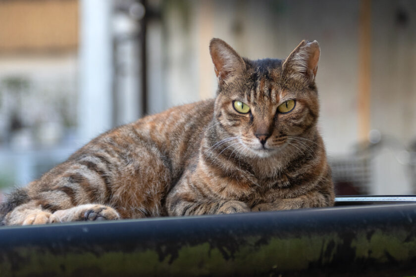川崎市の猫