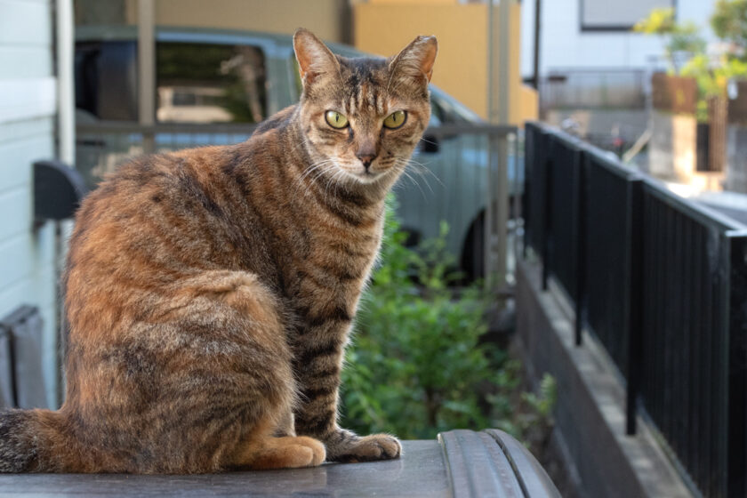 川崎市の猫