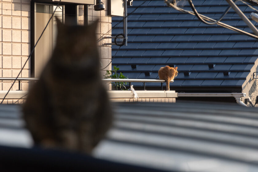 川崎市の猫