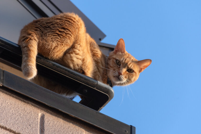 川崎市の猫