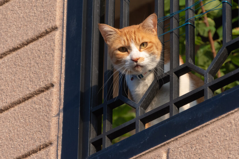 川崎市の猫