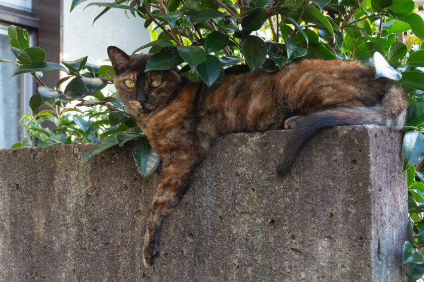 川崎市の猫