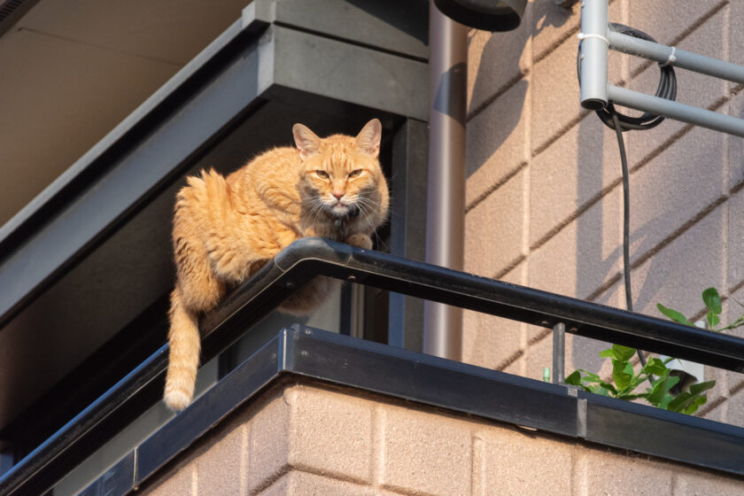 川崎市の猫