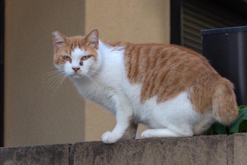 川崎市の猫