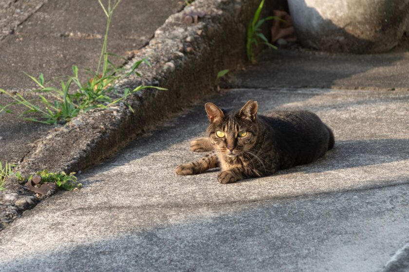 川崎市の猫