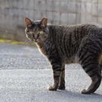 川崎市の猫