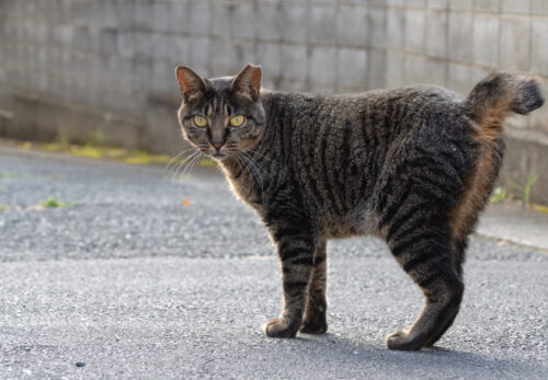 川崎市の猫