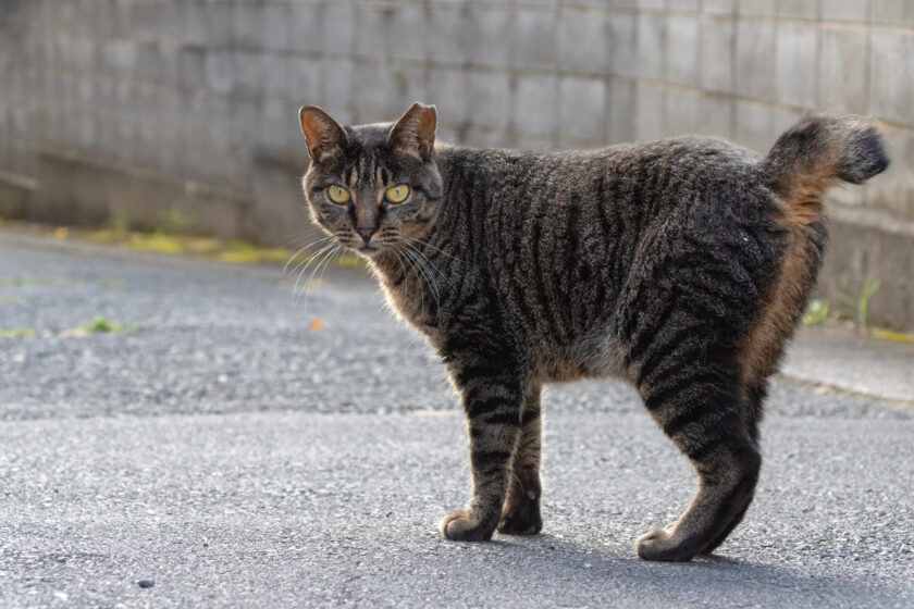 川崎市の猫