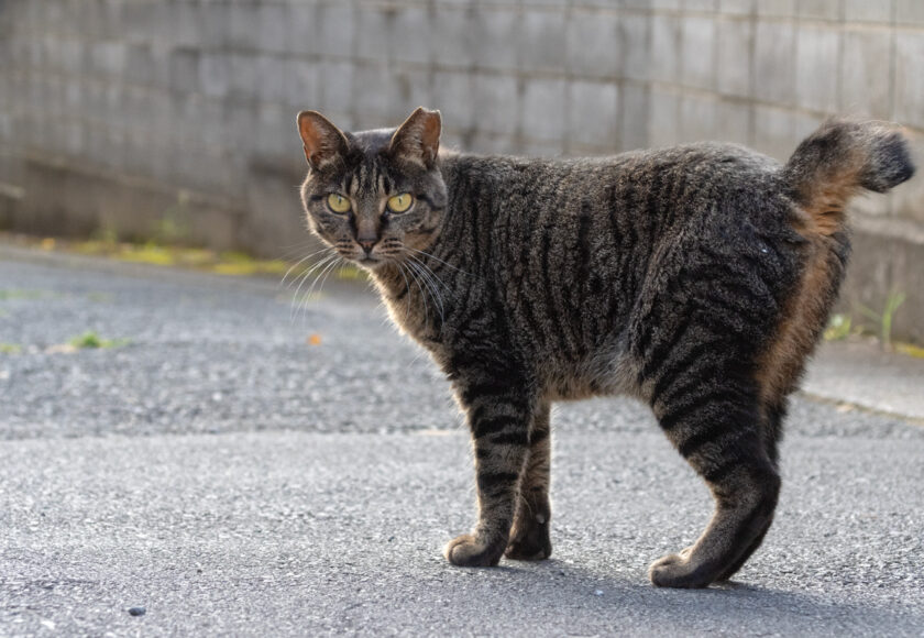 川崎市の猫