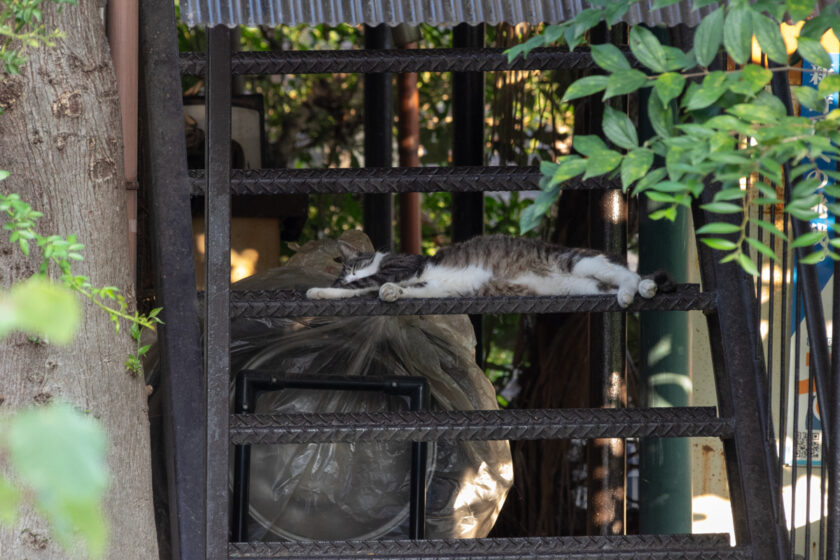 川崎市の猫