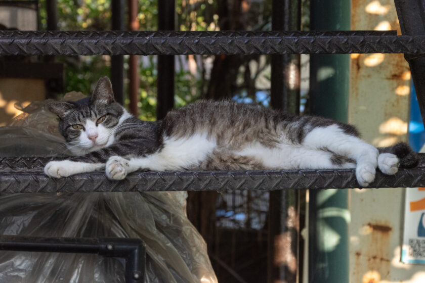 川崎市の猫