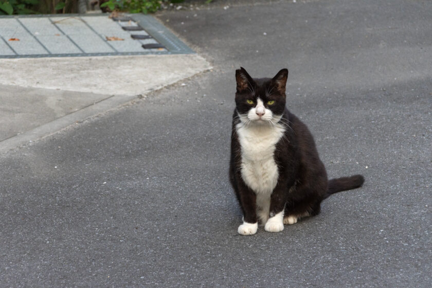 川崎市の猫