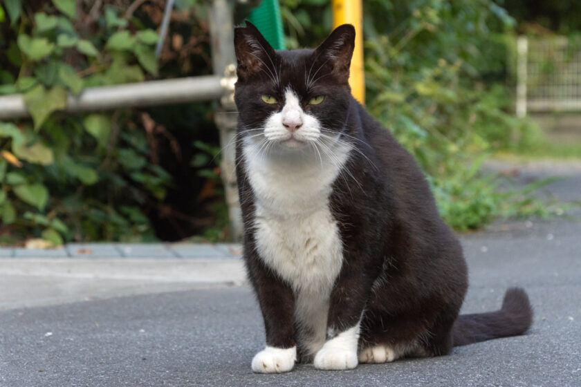 川崎市の猫