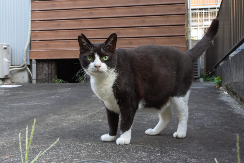 川崎市の猫