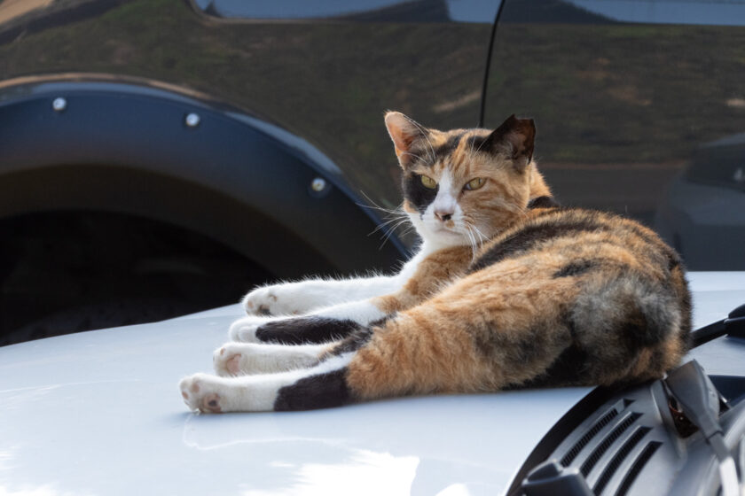 川崎市の猫