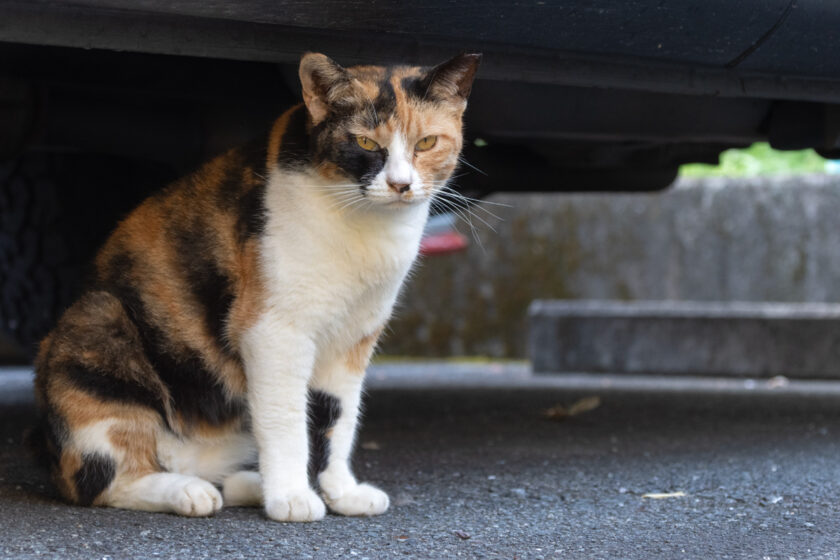 川崎市の猫