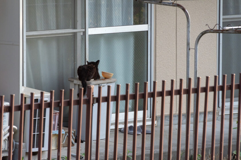 川崎市の猫