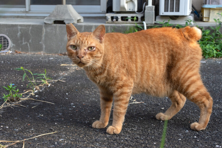 川崎市の猫