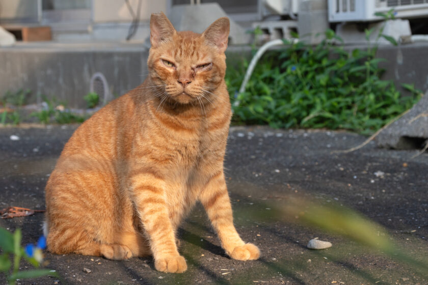 川崎市の猫