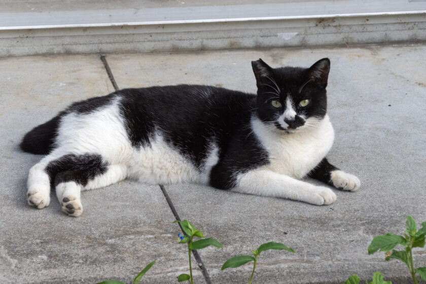 川崎市の猫