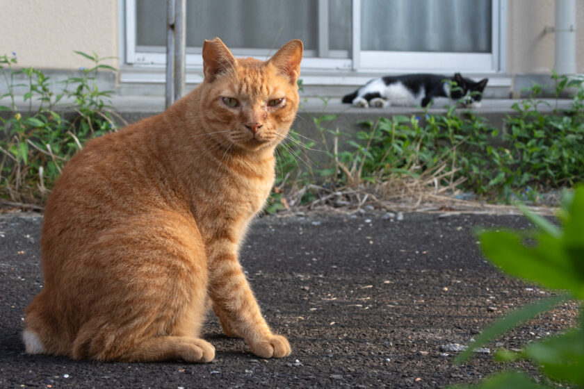 川崎市の猫