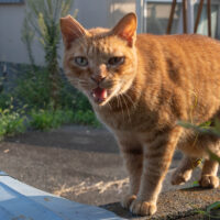 川崎市の猫