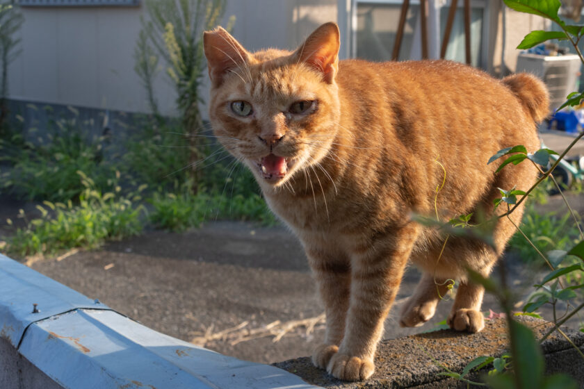 川崎市の猫