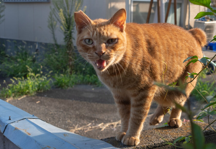川崎市の猫