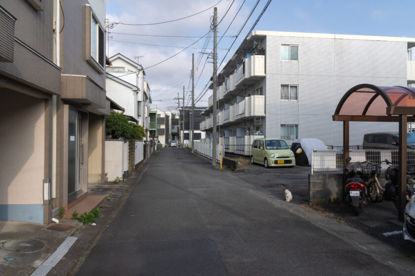川崎市の猫