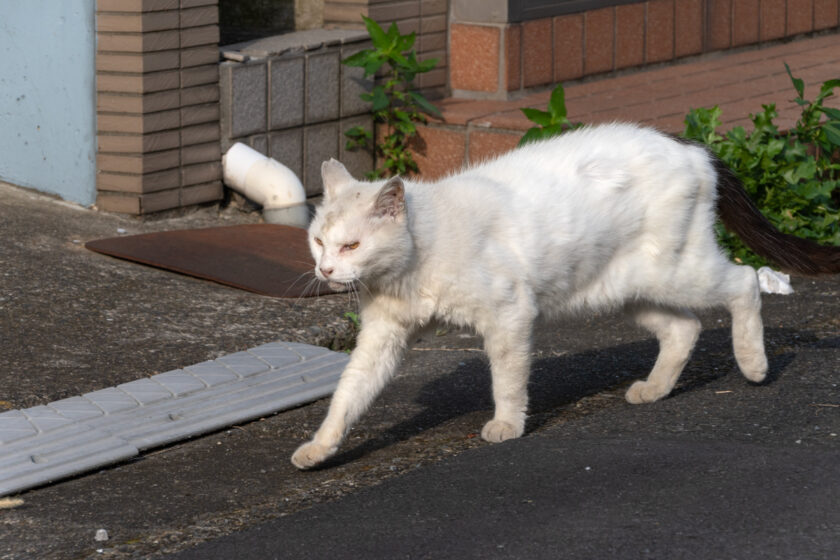 川崎市の猫