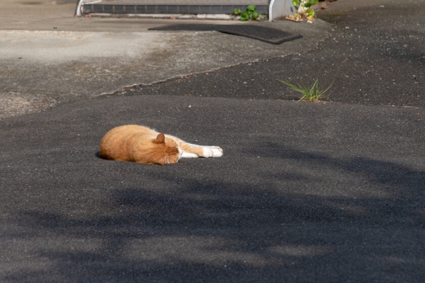 川崎市の猫