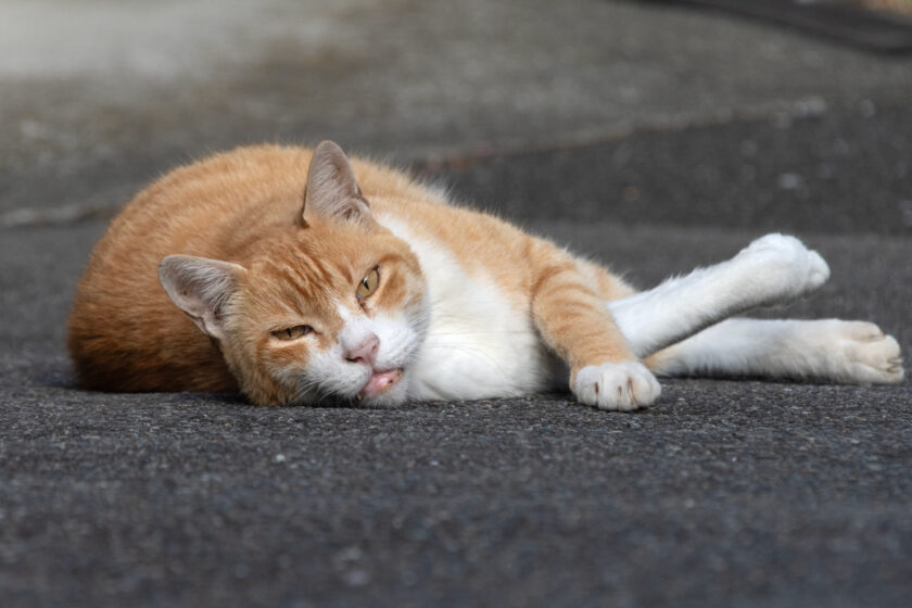 川崎市の猫