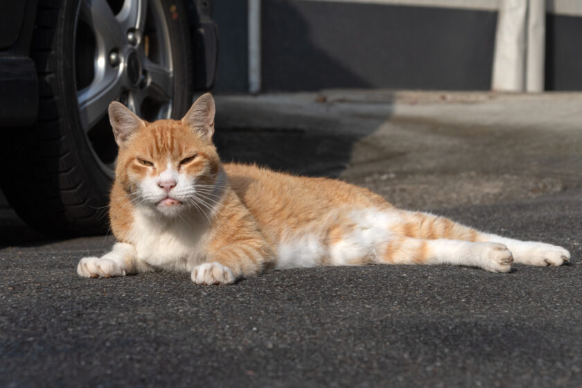 川崎市の猫