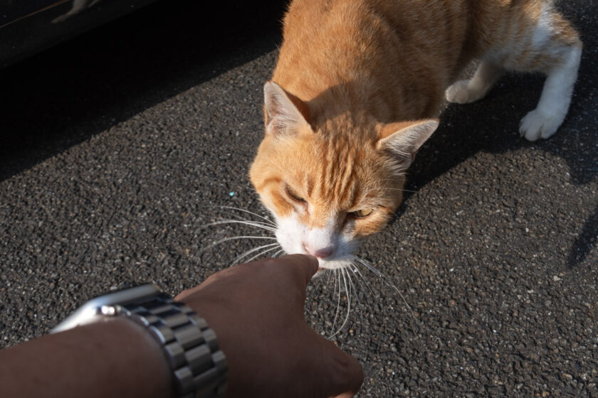 川崎市の猫