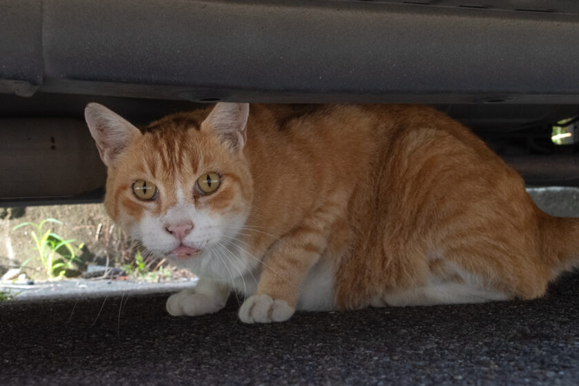 川崎市の猫