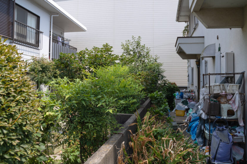 府中市の猫