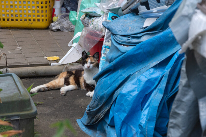府中市の猫