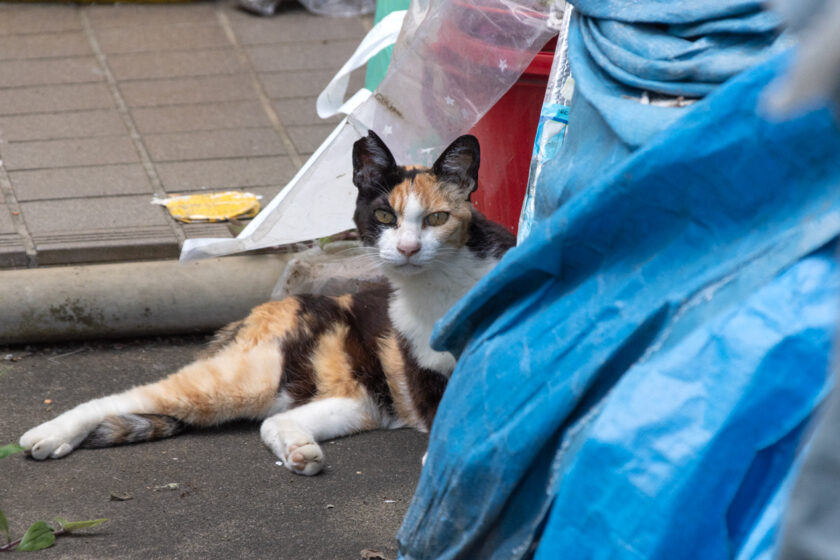 府中市の猫