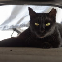 府中市の猫