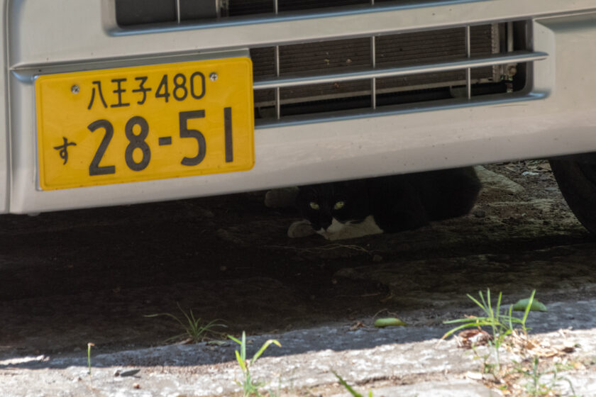 日野市の猫
