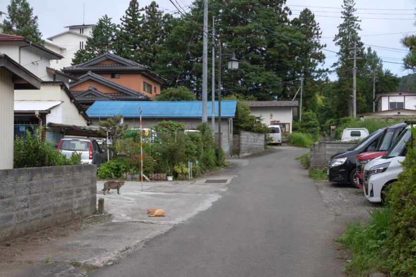 蔵王町の猫