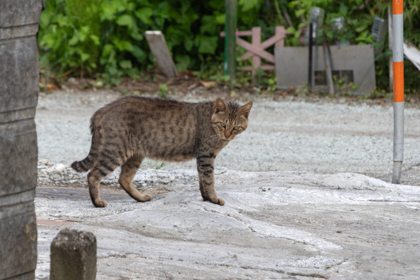 蔵王町の猫