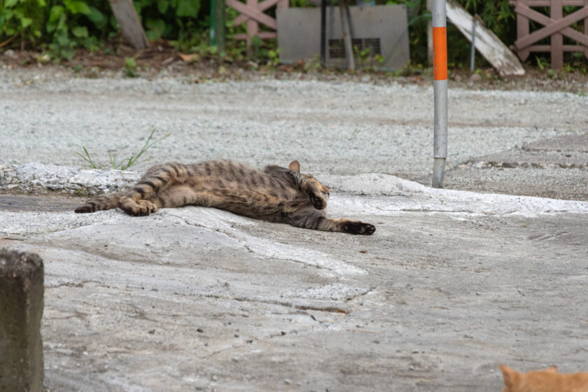 蔵王町の猫