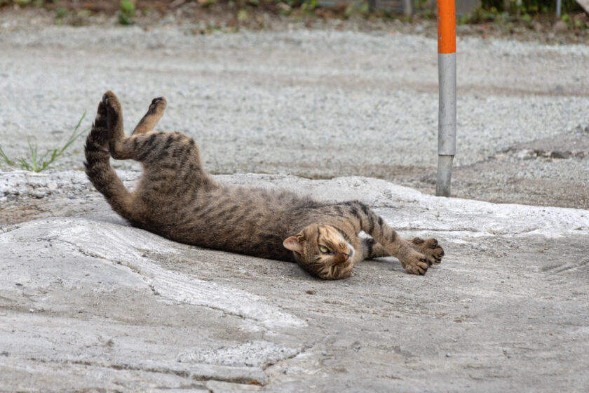 蔵王町の猫