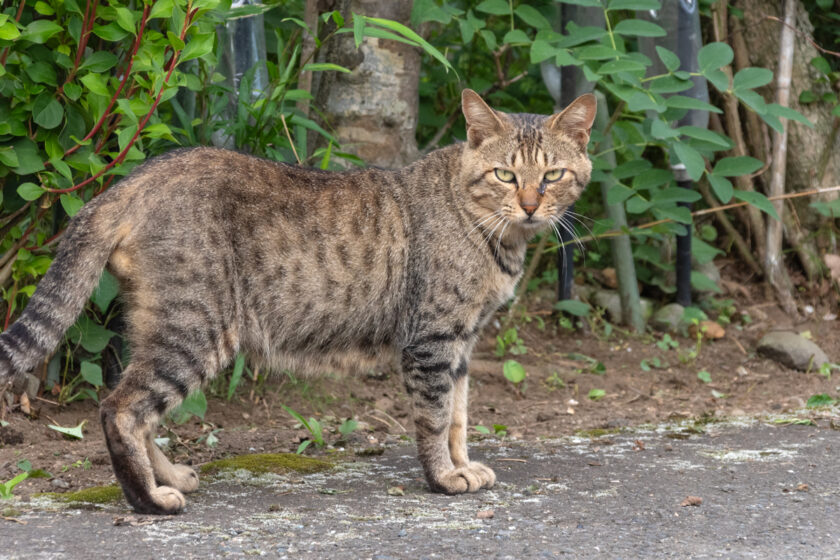 蔵王町の猫