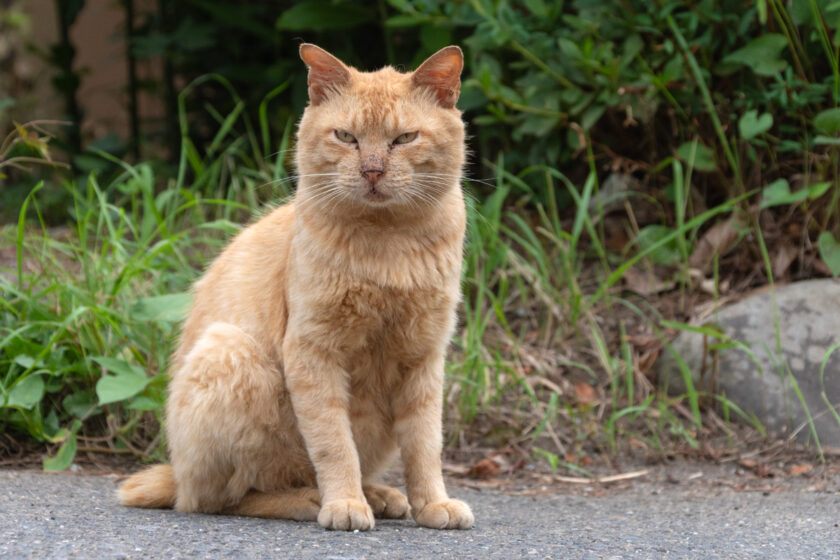 蔵王町の猫