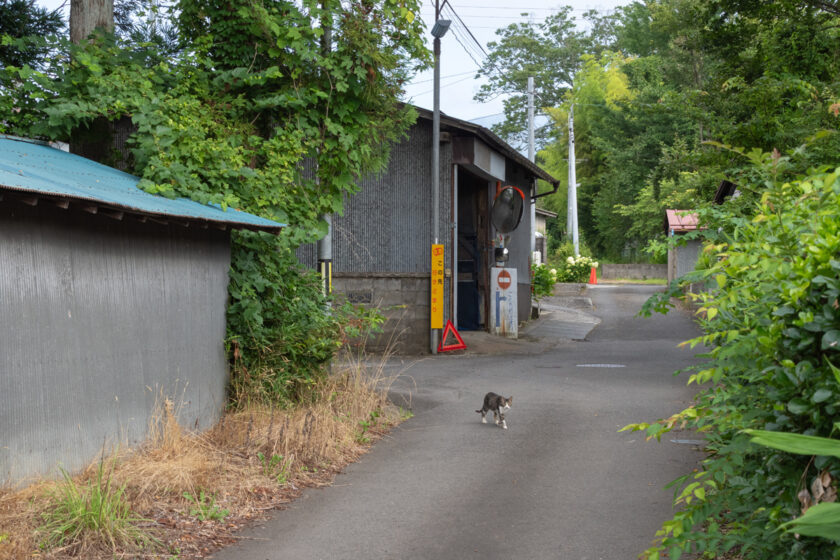 蔵王町の猫