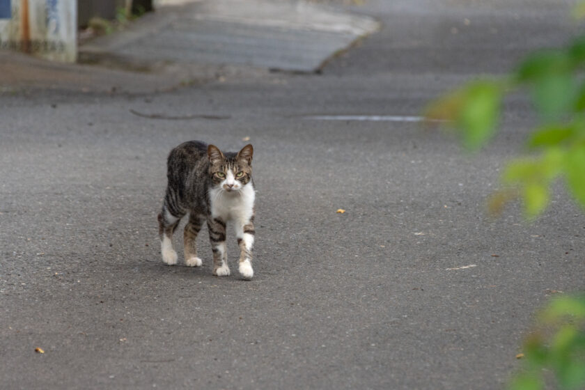 蔵王町の猫