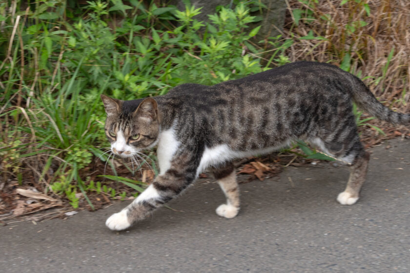 蔵王町の猫